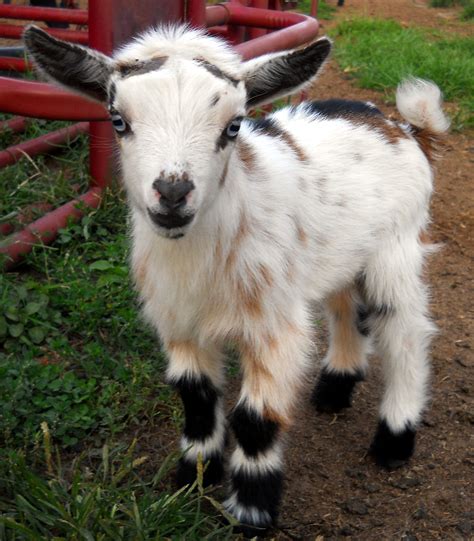 nigerian dwarf goats lifespan